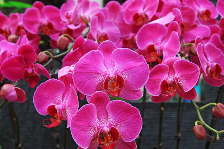 butterfly orchid flowers in a garden, closeup of photoの写真素材