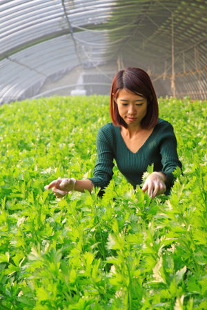 LUANNAN COUNTY - JANUARY 15: The technical personnel looking carefully at the celery, in a vegetable greenhouses, January 15, 2014,luannan county, hebei province, china.のeditorial素材