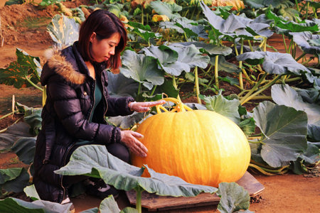 LUANNAN COUNTY - JANUARY 15: The technical personnel looking carefully at the giant pumpkin, in a vegetable greenhouses, January 15, 2014,luannan county, hebei province, china.のeditorial素材