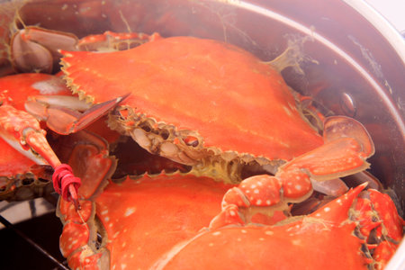 crab in stainless steel pot on a white backgroundの写真素材