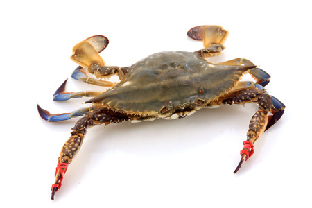 closeup of fresh crab on a white backgroundの写真素材