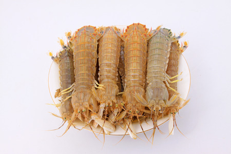 closeup of fresh mantis shrimp on a white backgroundの写真素材