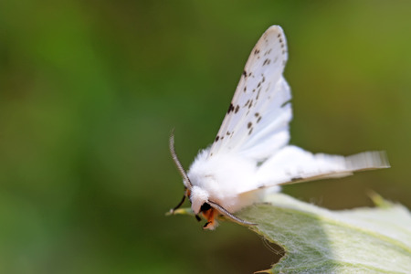 white moth insects on green leaf in the wildの写真素材
