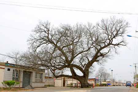 LETING COUNTY - APRIL 16: old willow tree in the Big black tuo village, on April 16, 2014, Leting county, hebei province, China.  のeditorial素材