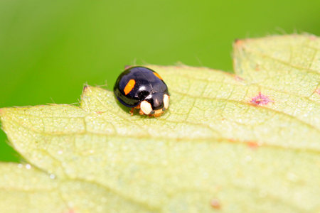 Ladybug on green leaf in the wild