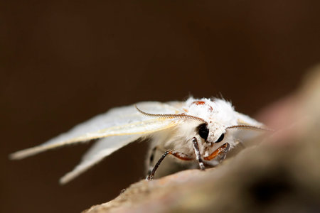 closeup of pictures, a kind of insects named hyphantria cuneaの写真素材