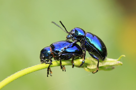 a kind of insects named beetle, on green leaf in the wild, north chinaの写真素材