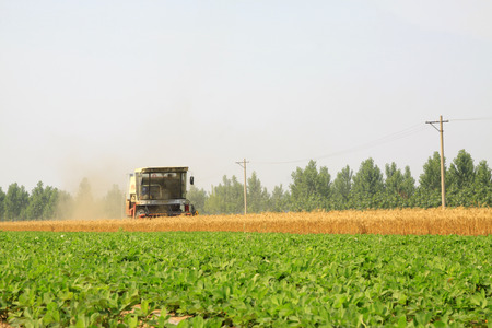 LUANNAN COUNTY - JUNE 15: harvester is harvesting the wheat, on june 15, 2014, Luannan county, Hebei Province, China	
のeditorial素材