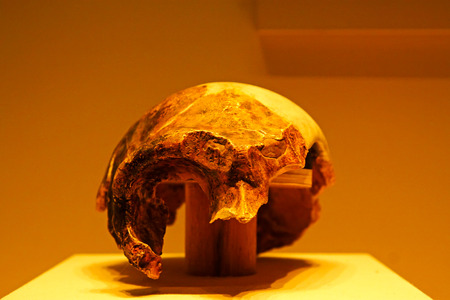 BEIJING, CHINA - MIDDLE PALEOLITHIC (CIRCA 140,000 YEARS AGO) : Maba Man Skull(replica), middle paleolithic (circa 140,000 years ago), collection in the China national museum, Beijing, China.
のeditorial素材