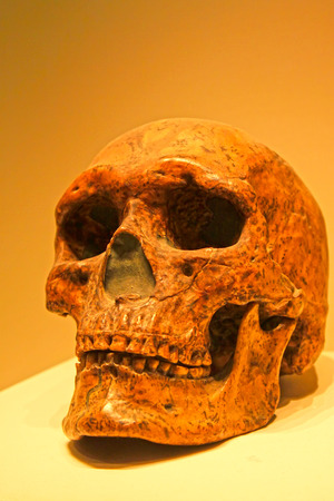 BEIJING,CHINA - UPPER PALEOLITHIC (CIRCA 30,000 YEARS AGO) : Upper Cave Man Skull(replica), upper paleolithic (circa 30,000 years ago), collection in the China national museum, Beijing, China.  
のeditorial素材