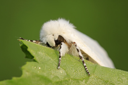 closeup of pictures, a kind of insects named hyphantria cuneaの写真素材