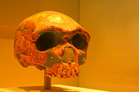 BEIJING, CHINA - MIDDLE PALEOLITHIC (CIRCA 280,000 YEARS AGO) : Jinniushan Man Skull(replica), middle paleolithic (circa 280,000 years ago), collection in the China national museum, Beijing, China.  のeditorial素材