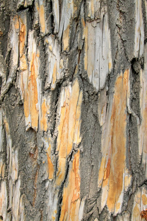 dry bark, closeup of photo