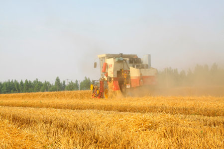 LUANNAN COUNTY - JUNE 15: harvester is harvesting the wheat, on june 15, 2014, Luannan county, Hebei...