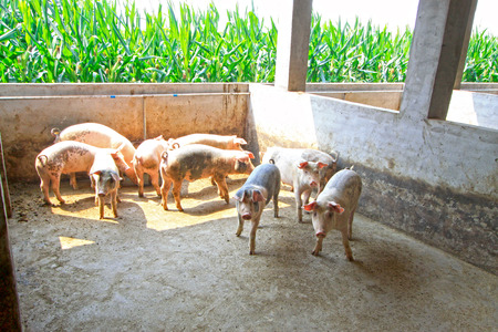 pigs in the farm, closeup of photoの写真素材