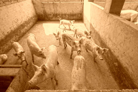 pigs in the farm, closeup of photoの写真素材