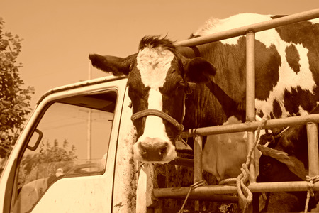 cows in the transport vehicle, closeup of photo の写真素材