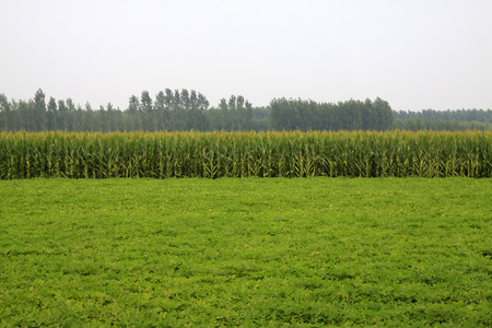 peanut and corn plants in the fields, closeup of photo の写真素材