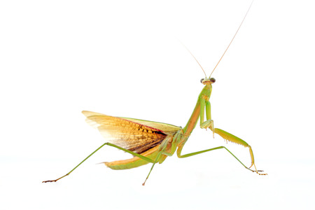 Mantis in white background, closeup of photoの写真素材