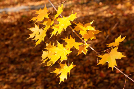 Yellow maple leaves, closeup of photo