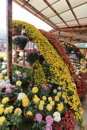 CHENGDE CITY -  OCTOBER 20: Chrysanthemum decorated in chengde mountain resort, on october 20, 2014, Chengde City, Hebei Province, Chinaのeditorial素材