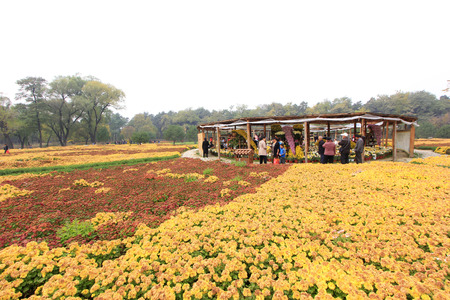CHENGDE CITY -  OCTOBER 20: Chrysanthemum exhibition in chengde mountain resort, on october 20, 2014, Chengde City, Hebei Province, Chinaのeditorial素材