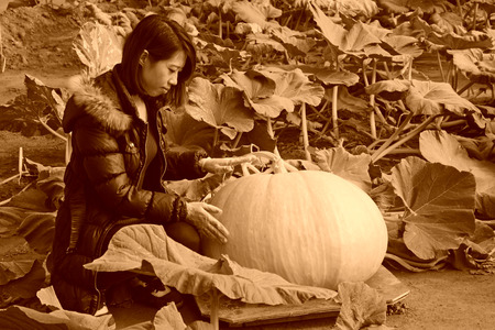 LUANNAN COUNTY - JANUARY 15: The technical personnel looking carefully at the giant pumpkin, in a vegetable greenhouses, January 15, 2014,luannan county, hebei province, china.のeditorial素材