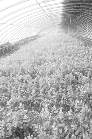 celery planting greenhouses in a farm, closeup of photoの写真素材