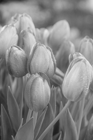 tulip flowers in a garden, closeup photoの写真素材