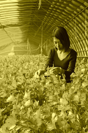 LUANNAN COUNTY - JANUARY 15: The technical personnel looking carefully at the celery, in a vegetable greenhouses, January 15, 2014,luannan county, hebei province, china.のeditorial素材