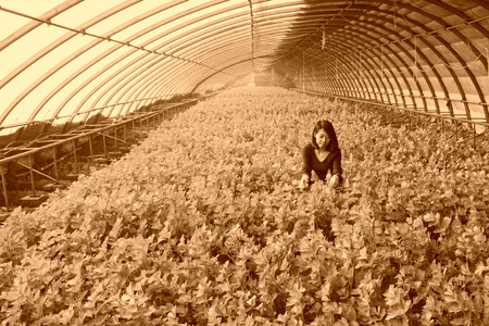 LUANNAN COUNTY - JANUARY 15: The technical personnel looking carefully at the celery, in a vegetable greenhouses, January 15, 2014,luannan county, hebei province, china.のeditorial素材