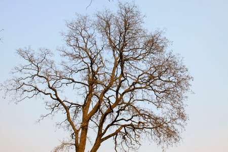 dry branches in the sky