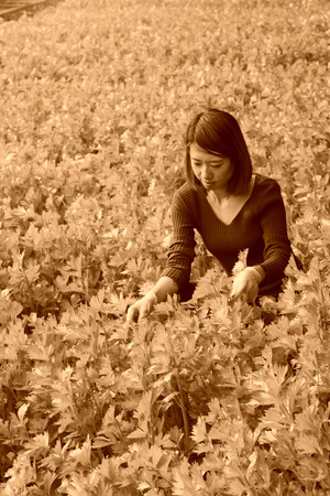 LUANNAN COUNTY - JANUARY 15: The technical personnel looking carefully at the celery, in a vegetable greenhouses, January 15, 2014,luannan county, hebei province, china.のeditorial素材