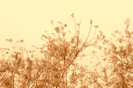 willow branchesの写真素材