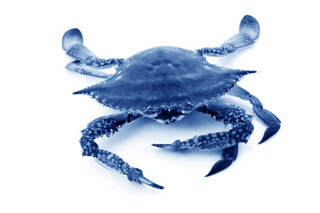 closeup of fresh crab on a white backgroundの写真素材