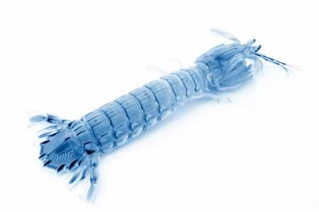 Fresh mantis shrimp on a white background