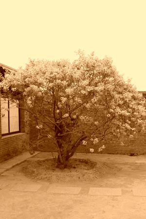 LETING COUNTY - APRIL 16: Lilacs blooming in the residence of li dazhao, on April 16, 2014, Leting county, hebei province, China.のeditorial素材