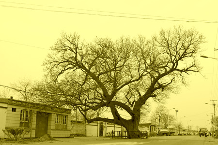 LETING COUNTY - APRIL 16: old willow tree in the Big black tuo village, on April 16, 2014, Leting county, hebei province, China.のeditorial素材