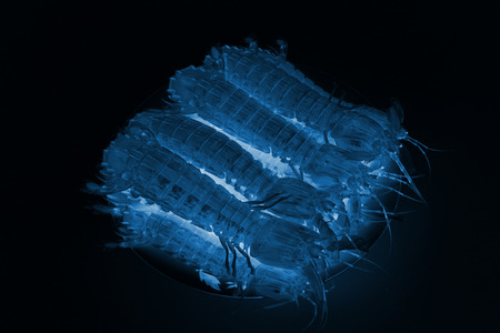 closeup of fresh mantis shrimp on a white backgroundの写真素材