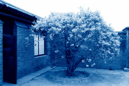 LETING COUNTY - APRIL 16: Lilacs blooming in the residence of li dazhao, on April 16, 2014, Leting county, hebei province, China.のeditorial素材