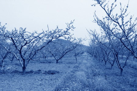 Peach garden scenery in the spring, beijing, chinaの写真素材