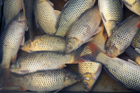carp in a market, closeup of photoの写真素材