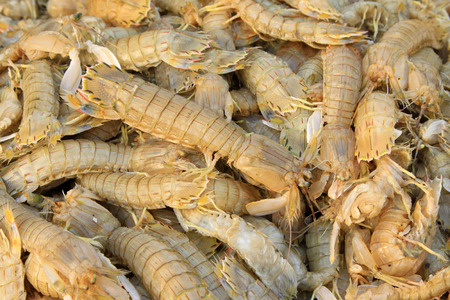 mantis shrimpの写真素材