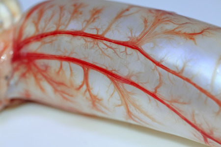 capillaries in the fish bladder, closeup of photoの写真素材