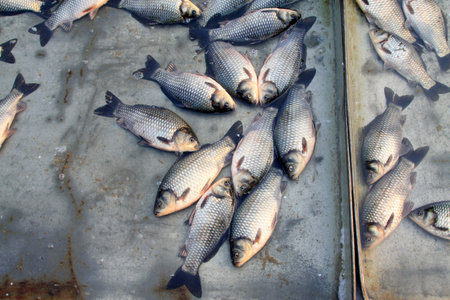 crucian carp in a market, closeup of photo