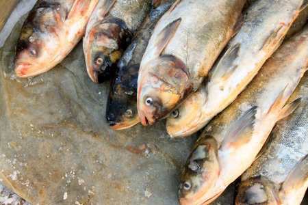 silver carp in a market, closeup of photo