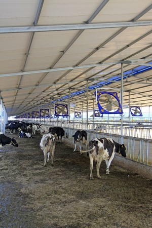 LUANNAN COUNTY - AUGUST 28: Electric fans on the truss in a dairy farm, August 28, 2015, Luannan County, Hebei Province, China.のeditorial素材