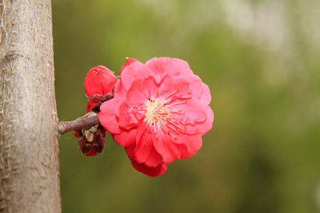 Peach flower blooming in the garden, closeup of photoの写真素材