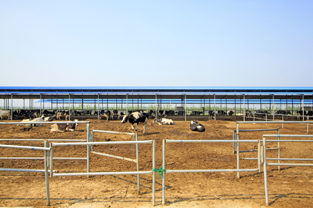 Cows in the farm, closeup of photoのeditorial素材