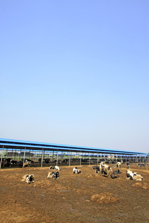 Cows in the farm, closeup of photoのeditorial素材